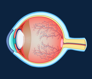 Structure of Human Eye