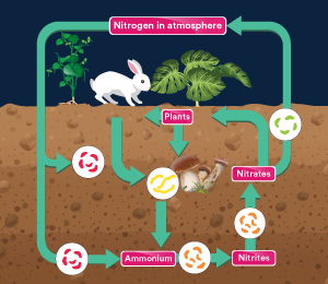 Nitrogen Cycle