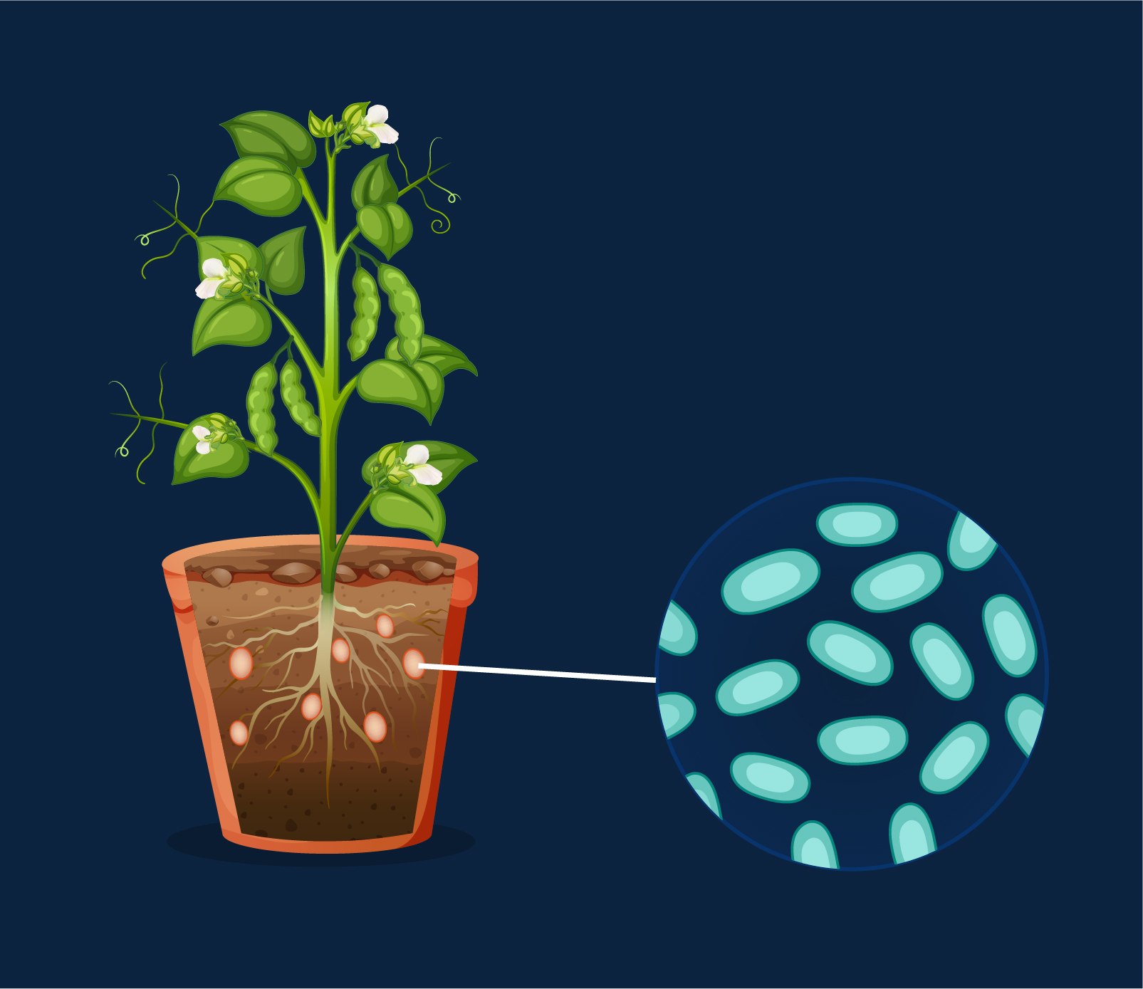 Rhizobium