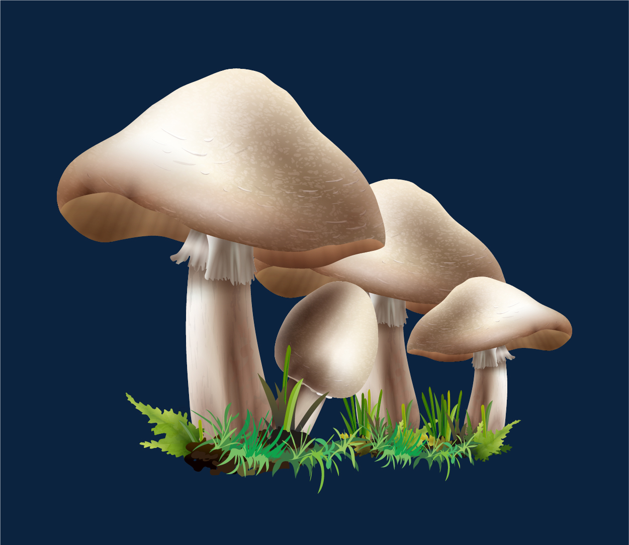 Agaricus