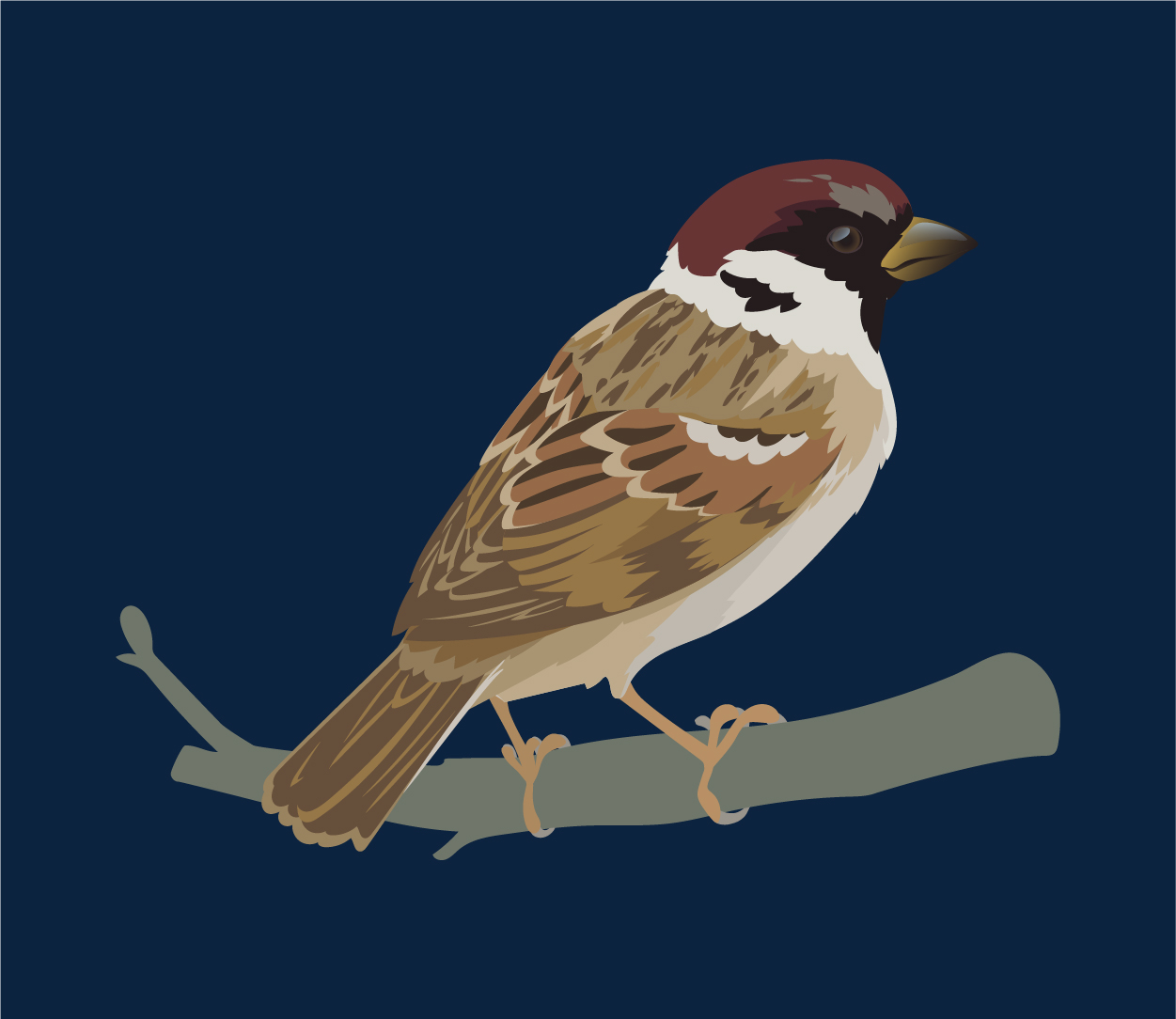 Bird in Parts
