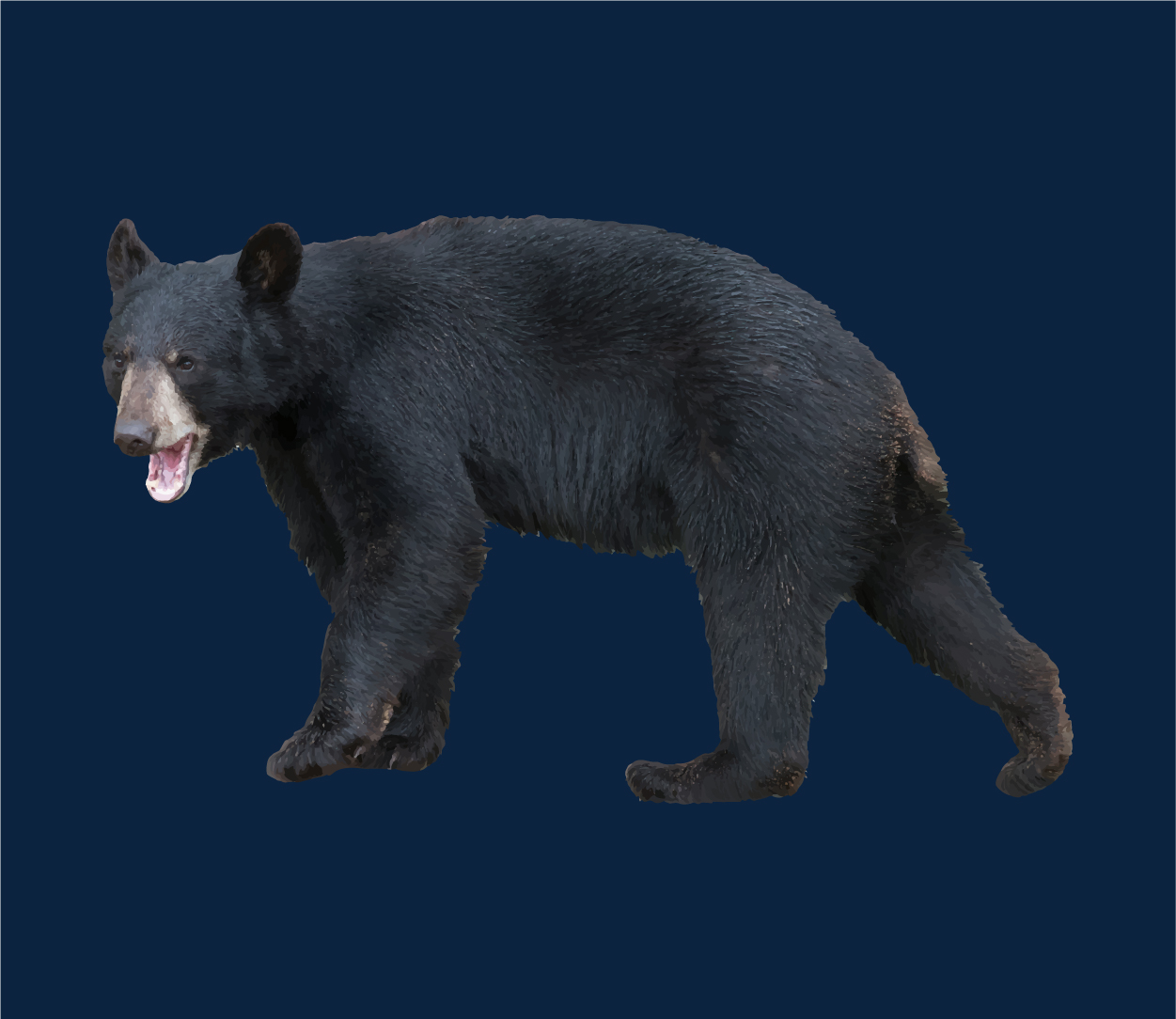 Black Bear