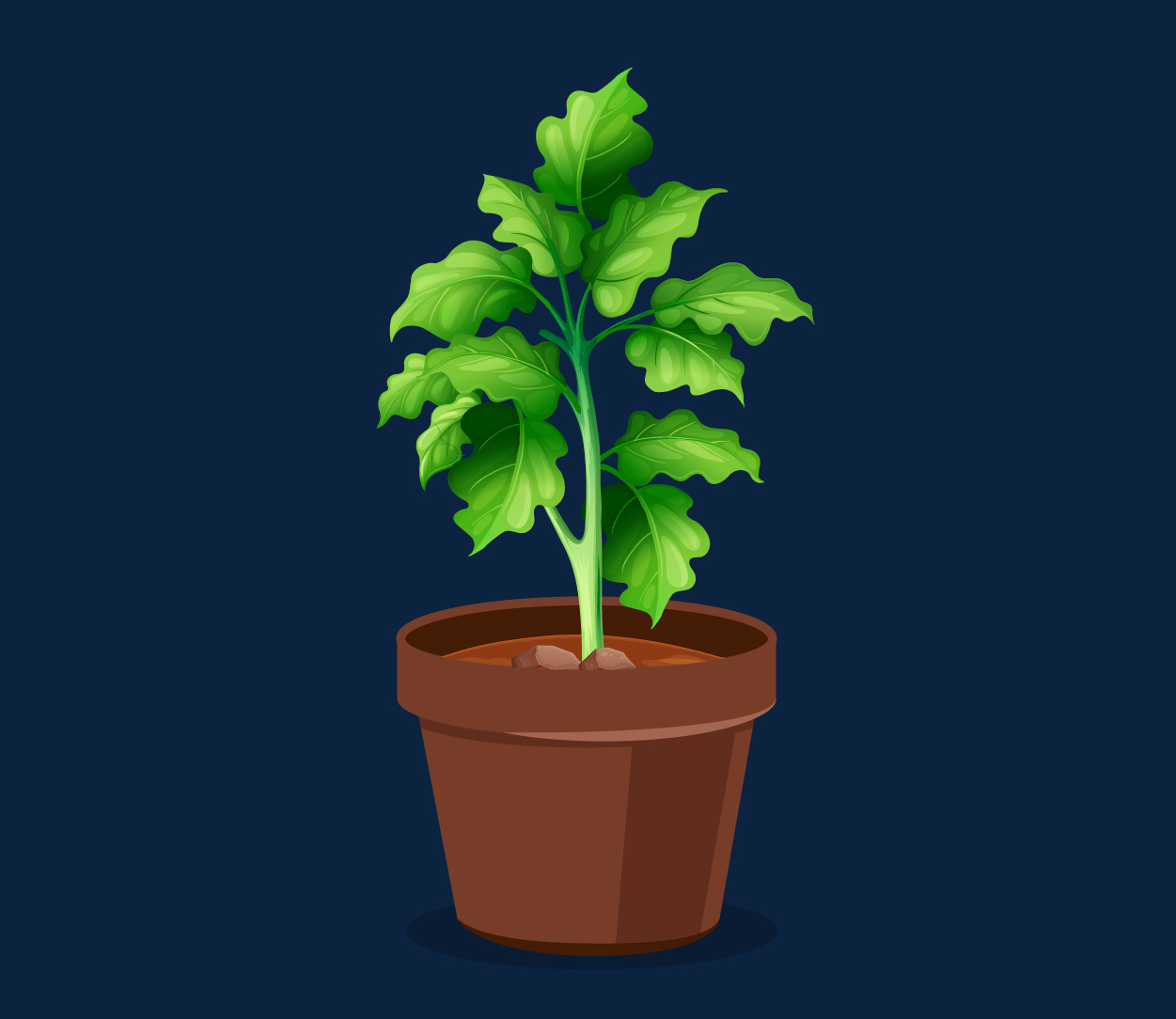Plant