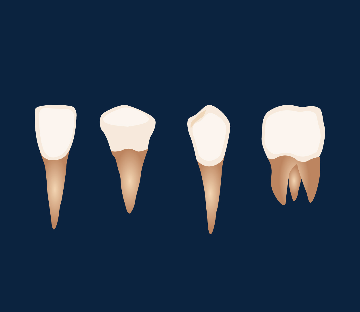 Teeth