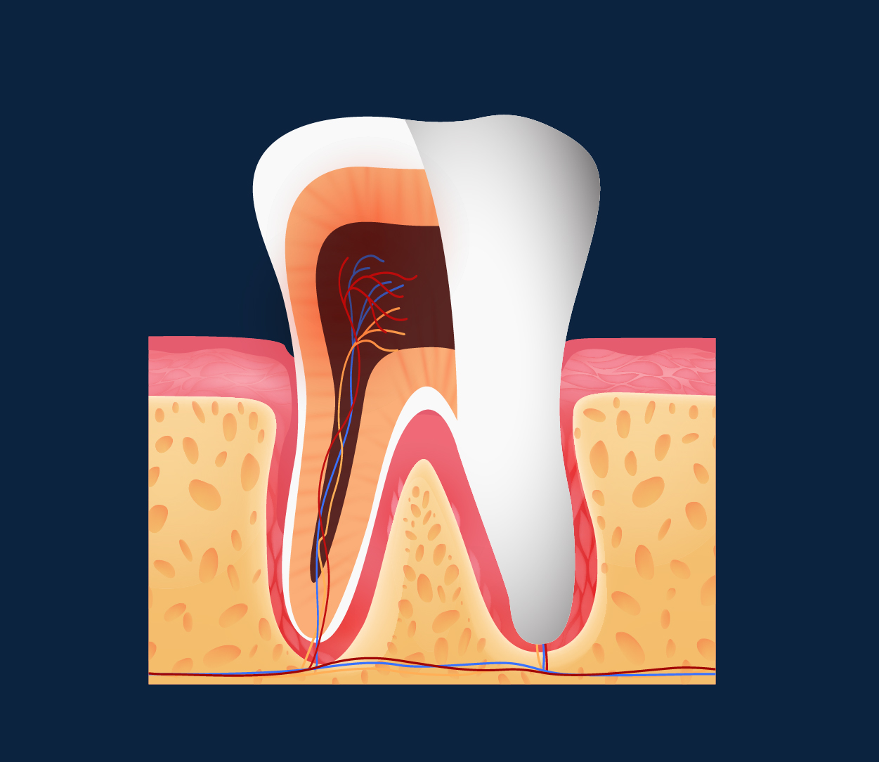 Teeth Layers