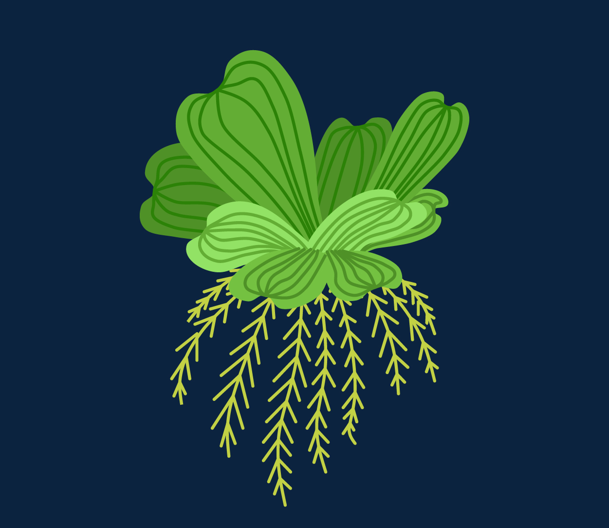 Water Lettuce