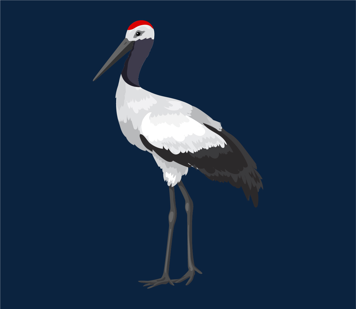 Bird - Stork