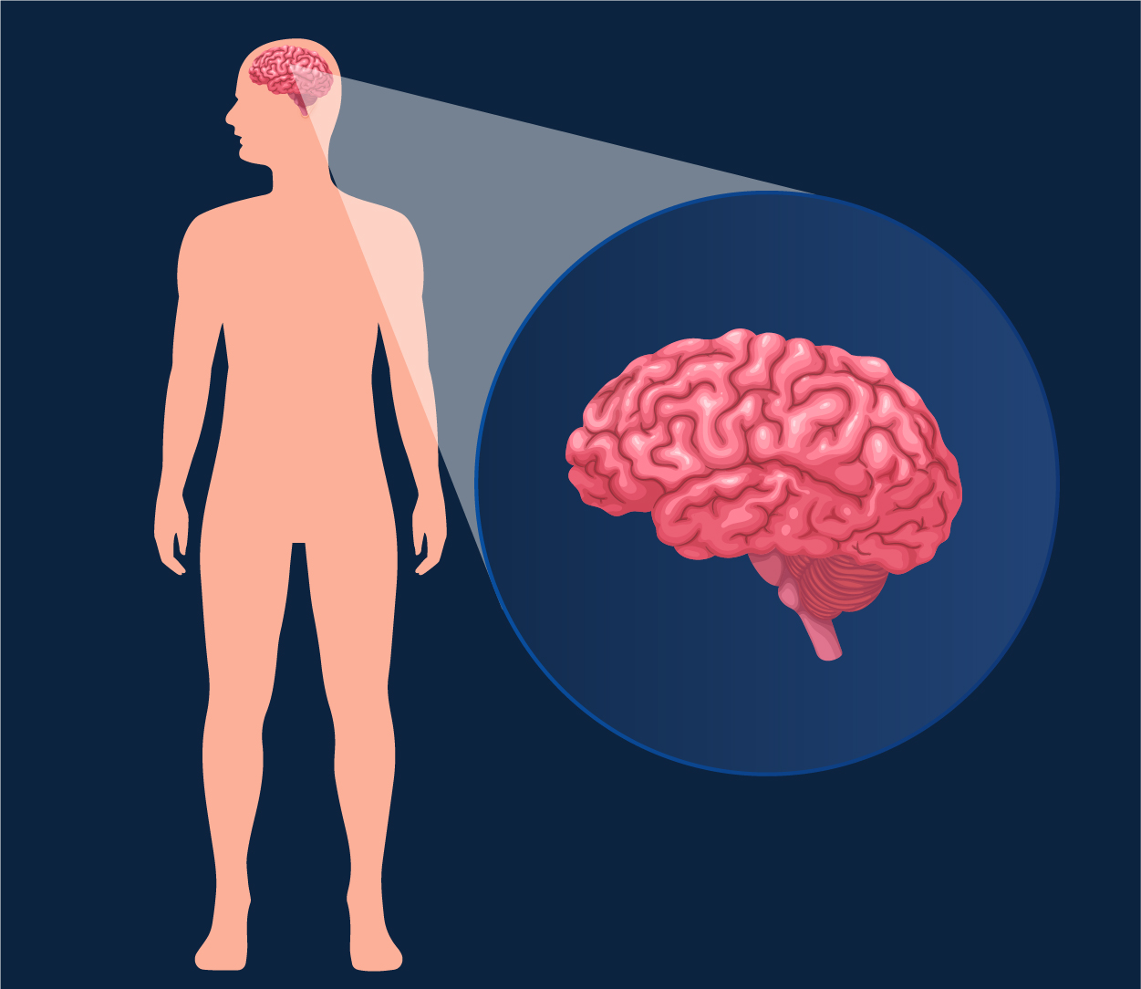 Brain
