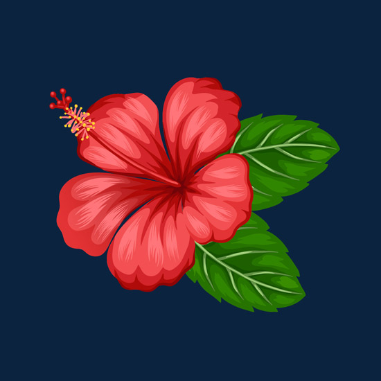 Hibiscus Flower