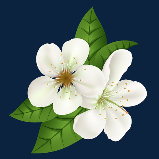 Jasmine Flower
