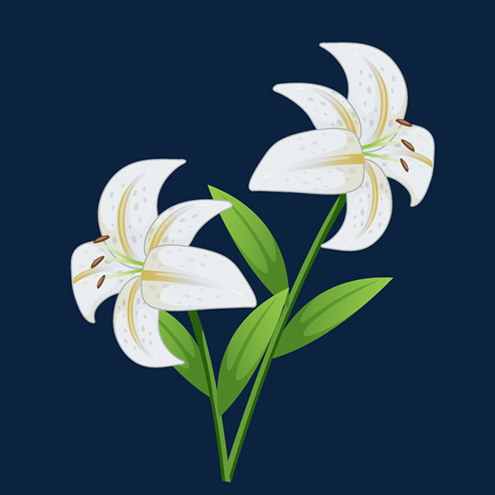 Lily Flower