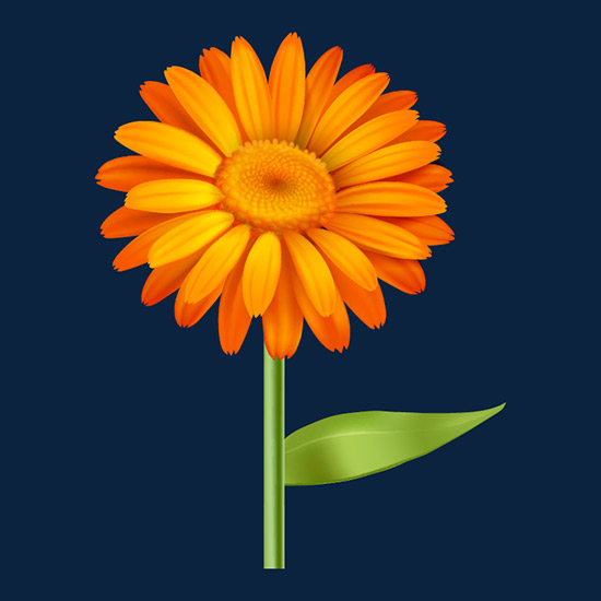 Marigold Flower