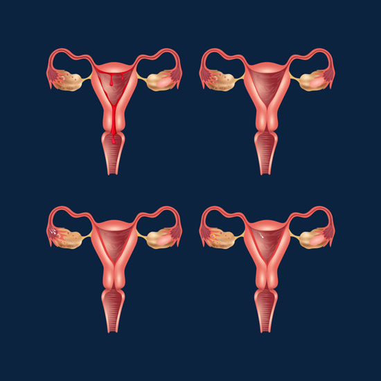 Menstrual Cycle