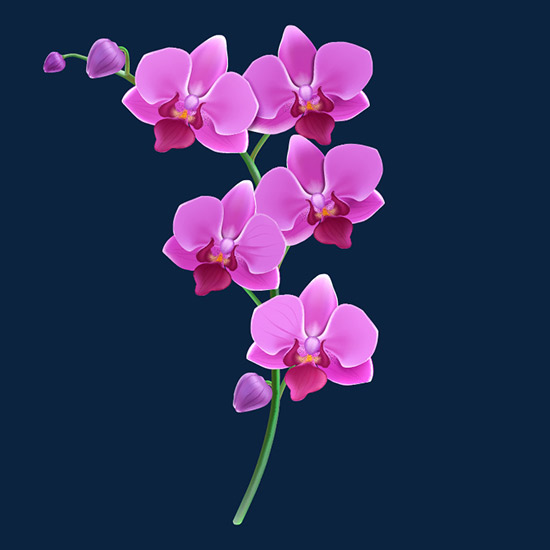 Orchid Flower