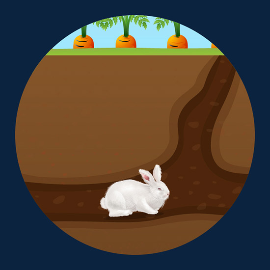 Rabbit Burrow
