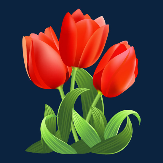 Tulip Flower