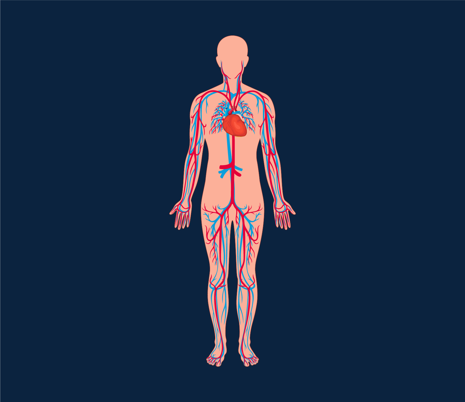 Human Blood Vessels