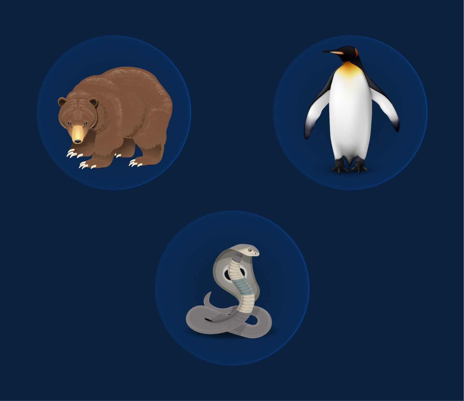 Adaptive Features in Different Animals