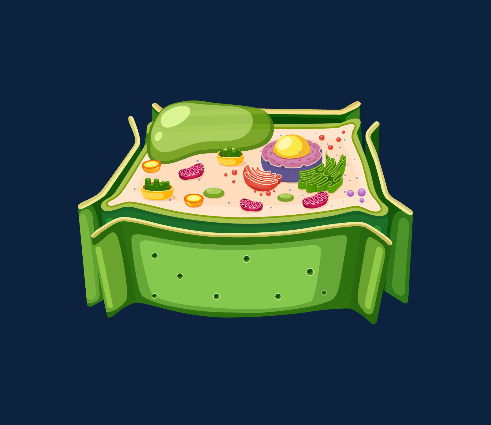 Basic Plant Cell