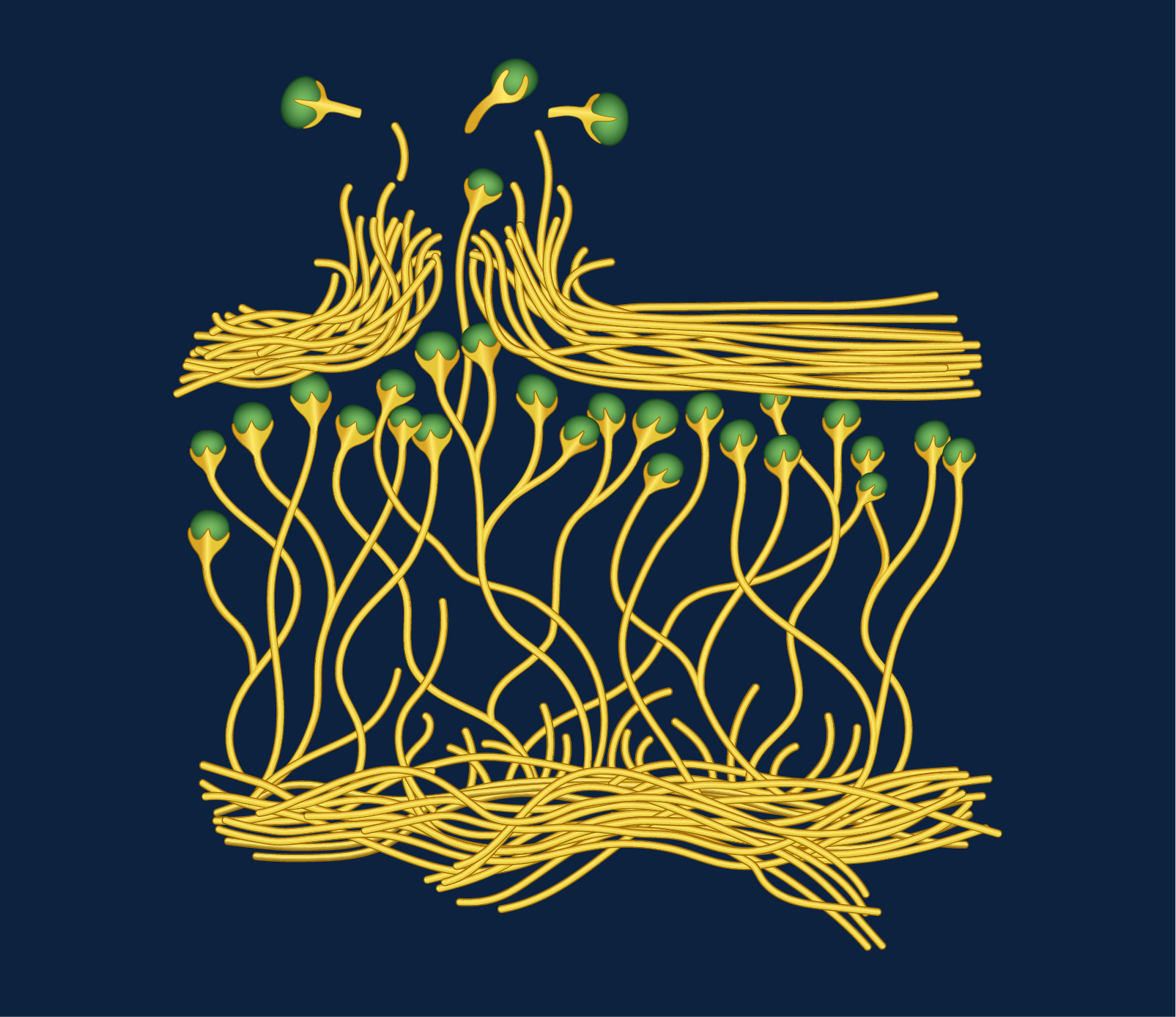 Lichen