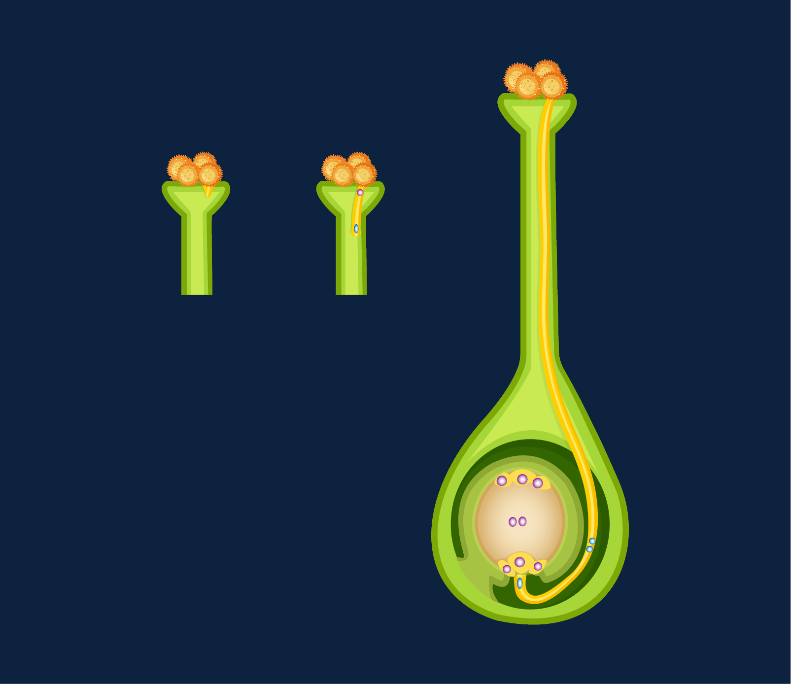 Fertilisation