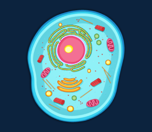 Animal Cell
