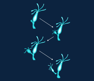 Budding in Hydra