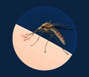 Vector-Parasite Cycle 
