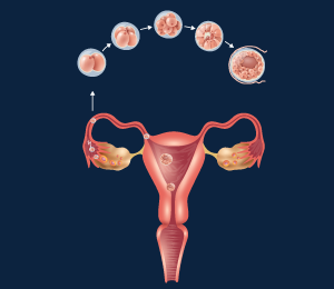 Development Of Embryo