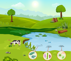 Ecosystem