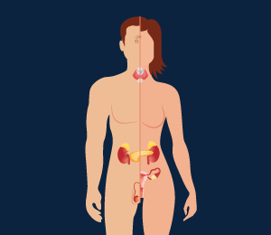 Endocrine Glands 
