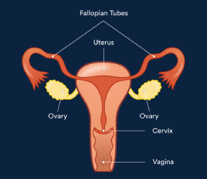 Female Reproductive System