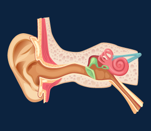 Human Ear
