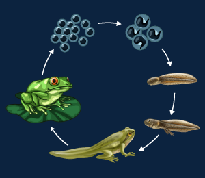 Life Cycle of Frog