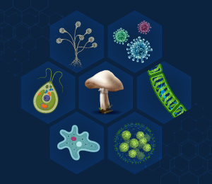 Types of Microbes 