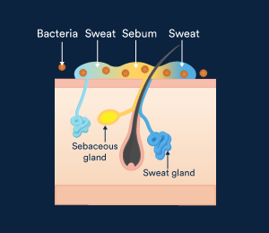 Sebaceous Glands