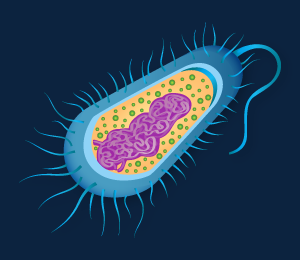 Prokaryotic Cell