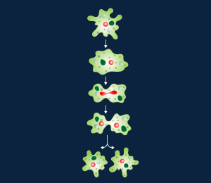 Binary Fission